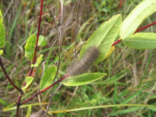 Hemp Dogbane (Apocynum cannabinum)