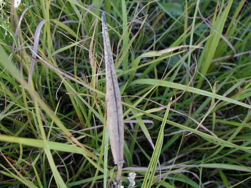 Narrowleaf Milkweed (Asclepias stenophylla)