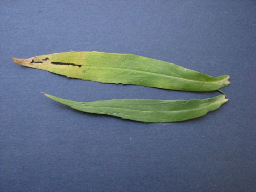 Lanceleaf Aster (Aster lanceolatus)