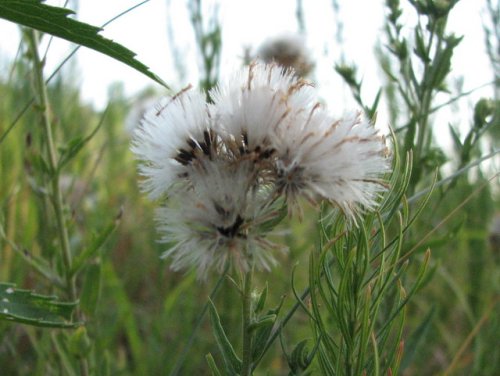 False Boneset (Kuhnia eupatorioides)