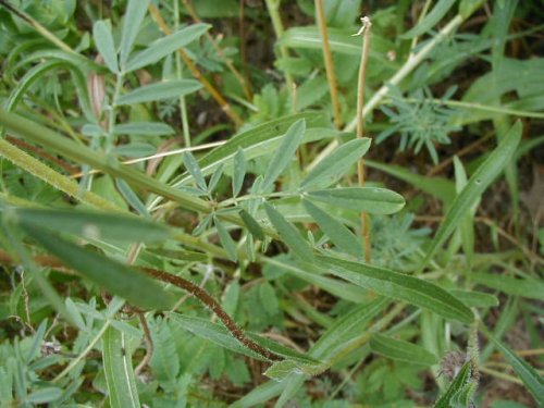 white prairie clover (Dalea candida)