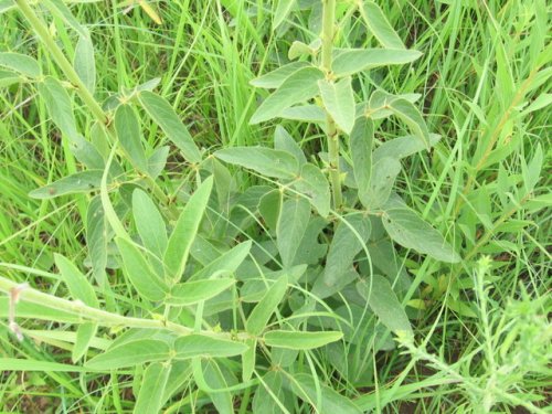 Illinois Ticktrefoil (Desmodium illinoense)