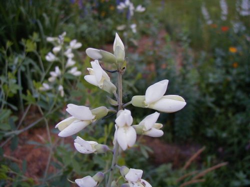 White Wild Indigo (Baptisia alba)