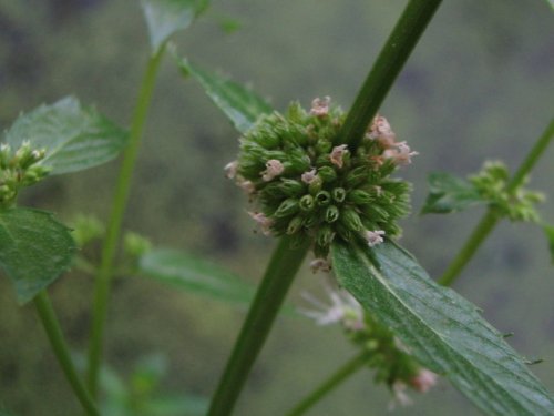 Field Mint (Mentha arvensis)