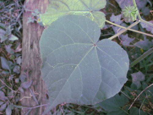 Velvet-leaf (Abutilon theophrasti)