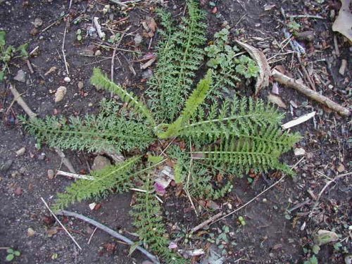 Western Yarrow (Achillea millefolium)