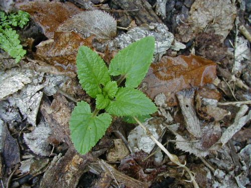 Yellow Giant Hyssop (Agastache nepetoides)