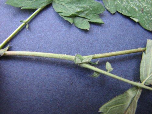 Woodland Agrimony (Agrimonia rostellata)