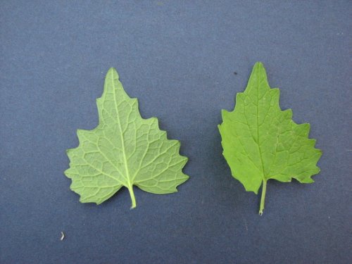 Garlic Mustard (Alliaria petiolata)