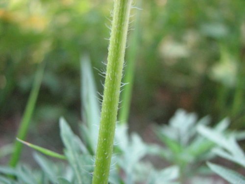 Pale Ragweed (Ambrosia artemisiifolia)