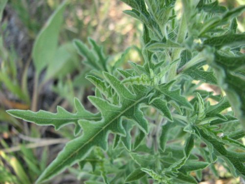 Western Ragweed (Ambrosia psilostachya)