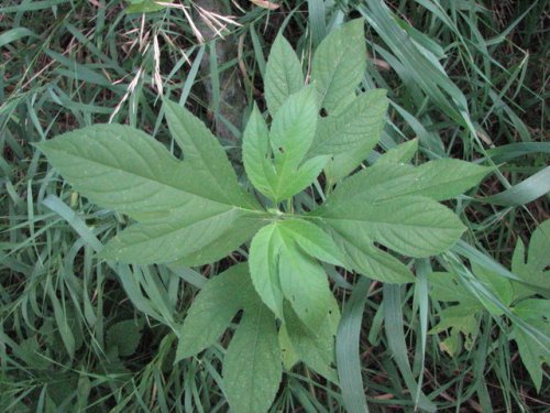 Giant Ragweed (Ambrosia trifida)