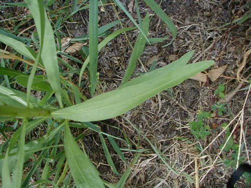 Button Gayfeather (Liatris aspera)