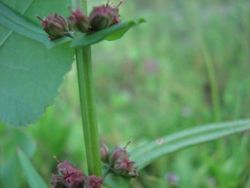 Purple Toothcup (Ammannia coccinea)