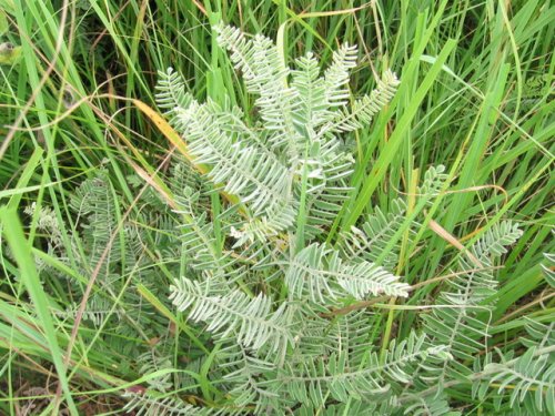 Lead Plant (Amorpha canescens)