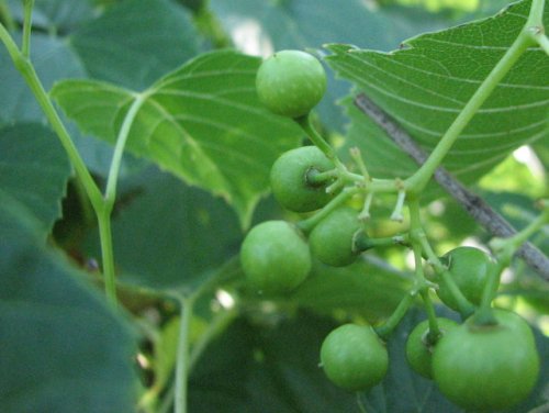 Raccoon Grape (Ampelopsis cordata)