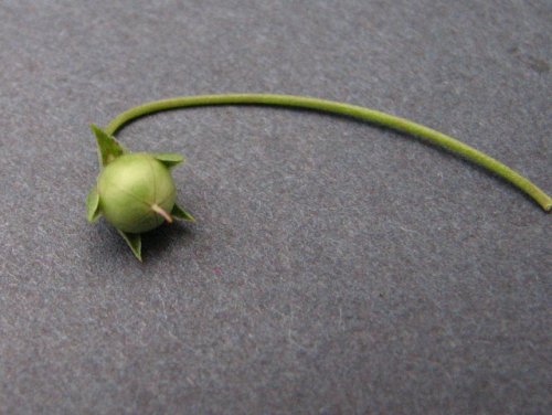 Scarlet Pimpernel (Anagallis arvensis)