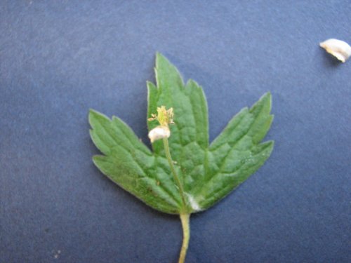 Canada Anemone (Anemone canadensis)