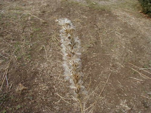 Dotted Gayfeather (Liatris punctata)