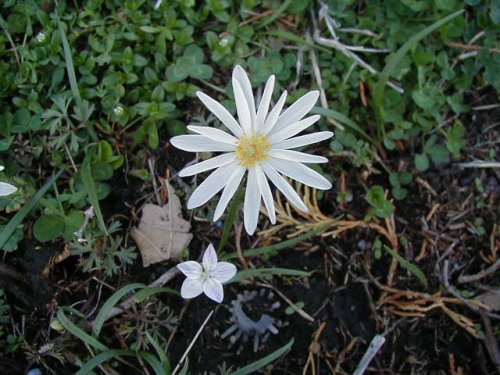 Carolina Anemone (Anemone caroliniana)