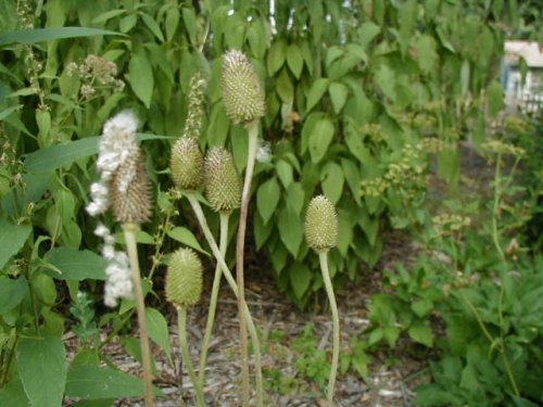 Tall Anemone (Anemone virginiana)