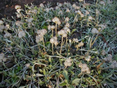 Field Pussytoes (Antennaria neglecta)