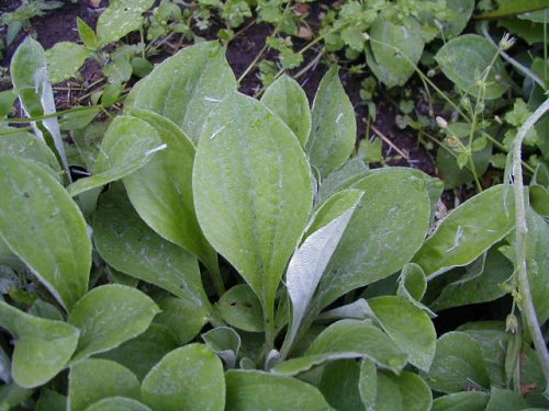 Plantain-leaf pussytoes (Antennaria plantaginifolia)