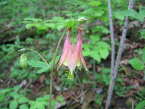 Red Columbine (Aquilegia canadensis)