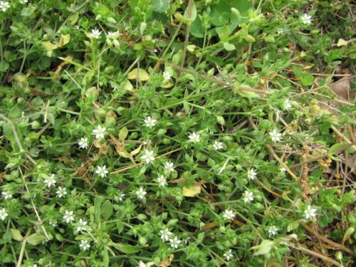 Thymeleaf Sandwort (Arenaria serpyllifolia)