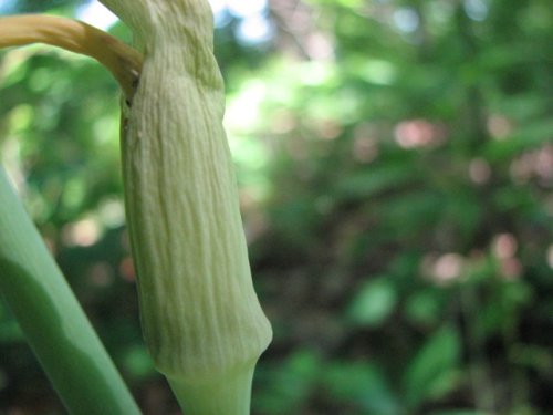 Green Dragon (Arisaema dracontium)