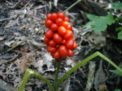 Jack in the Pulpit (Arisaema triphyllum)