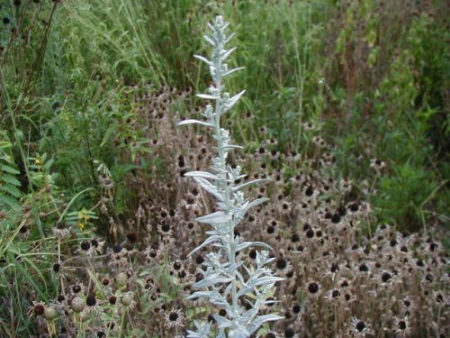 White Sage (Artemisia ludoviciana)