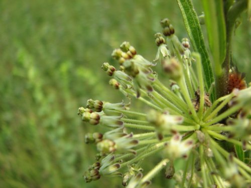 Tall Green Milkweed (Asclepias hirtella)