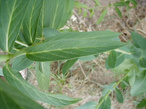 Swamp Milkweed (Asclepias incarnata)