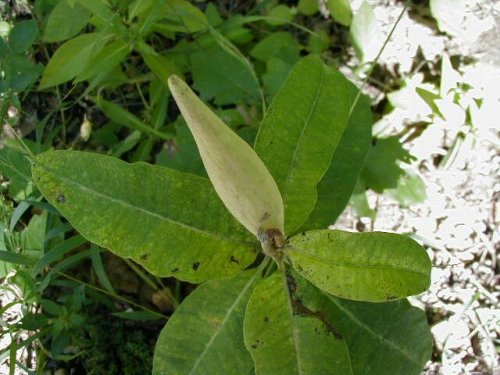 Purple Milkweed (Asclepias purpurascens)