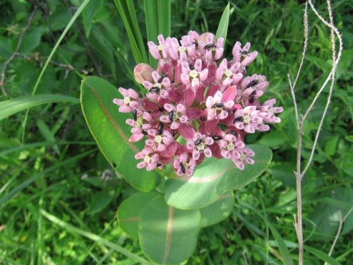 Smooth Milkweed (Asclepias sullivantii)