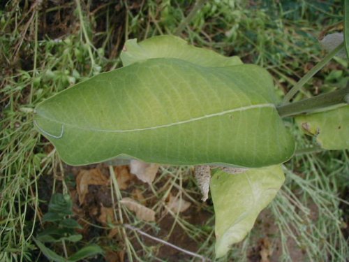 Common Milkweed (Asclepias syriaca)