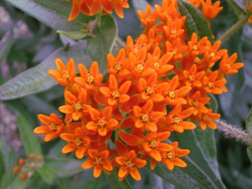 Butterfly Milkweed (Asclepias tuberosa)