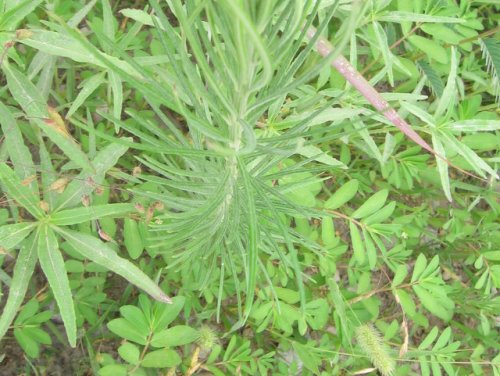 Whorled Milkweed (Asclepias verticillata)