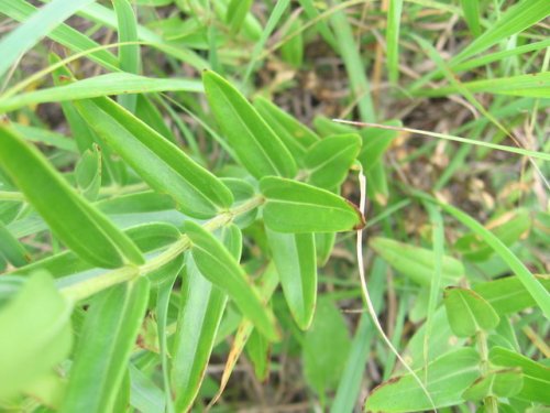 Downy Gentian (Gentiana puberulenta)