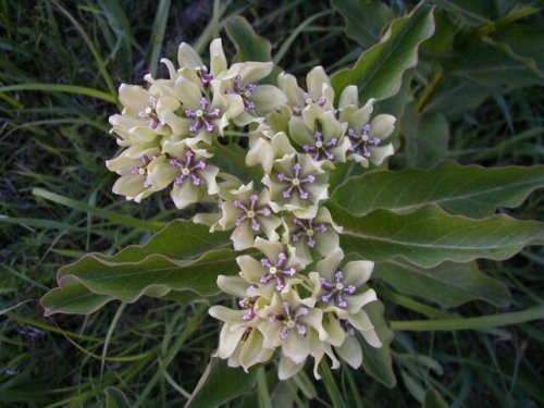 Green Antelopehorn (Asclepias viridis)