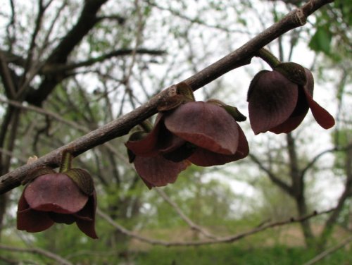 Paw Paw (Asimina triloba)