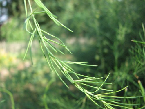 Asparagus (Asparagus officinalis)