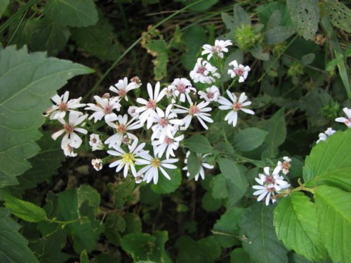 Drummond's Aster (Aster drummondii)