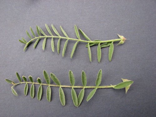 Ground Plum Milkvetch (Astragalus crassicarpus)