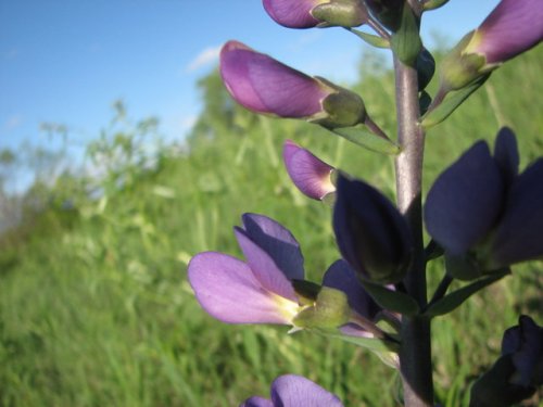 Blue Wild Indigo (Baptisia australis)