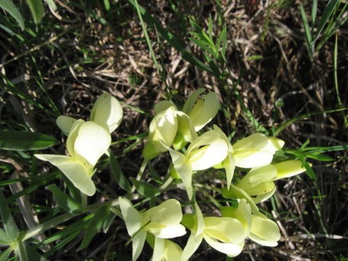 Cream Wild Indigo (Baptisia bracteata)