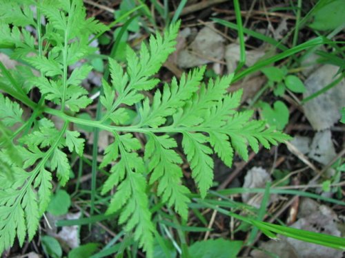 Rattlesnake Fern (Botrychium virginianum)