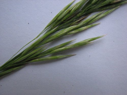 Smooth Brome (Bromus inermis)