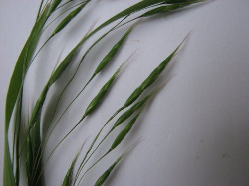 Japanese Brome (Bromus japonicus)